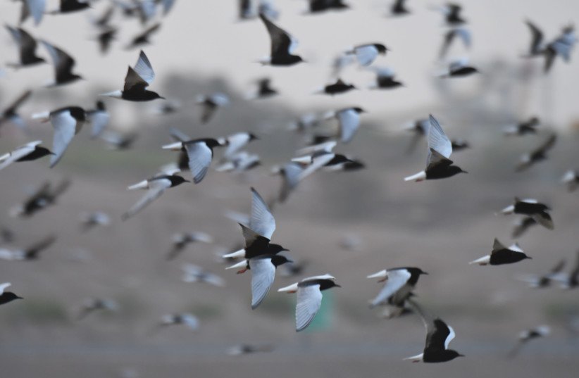 A huge group of white-winged terns are seen flocking to Eilat. (credit: NOAM WEISS/INTERNATIONAL BIRDING & RESEARCH CENTER EILAT