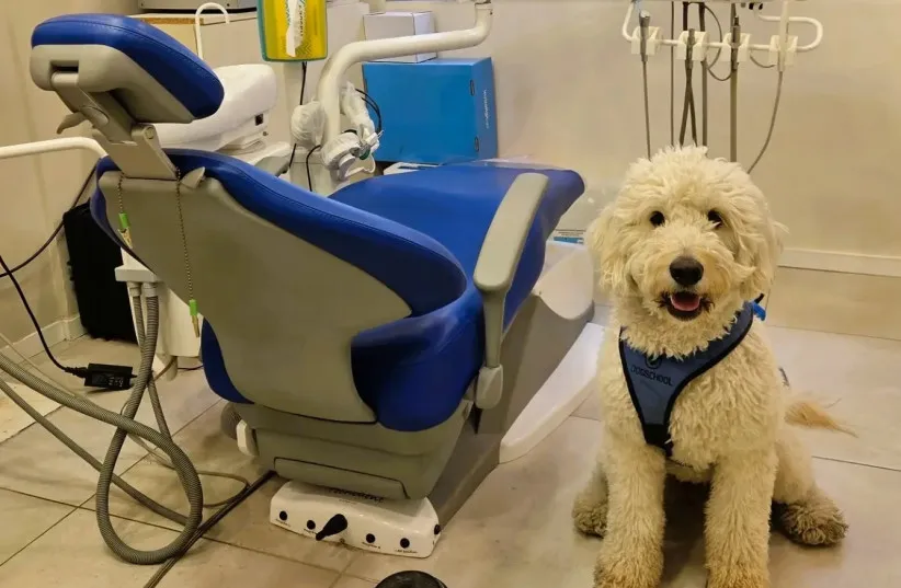 Always by his side, even in the clinic. Dr. Lior Levy’s therapy dog.