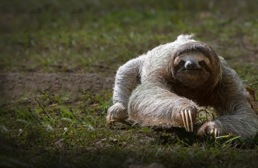 An illustrative image of a three-toed sloth crawling on the ground.