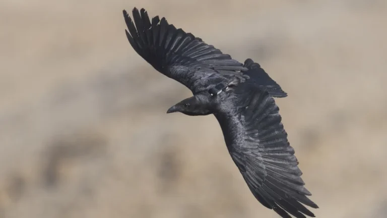 Animal personality traits influence survival in wild ravens – study