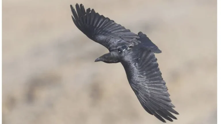 Bold vs cautious: Raven personalities shape survival in a changing desert – study