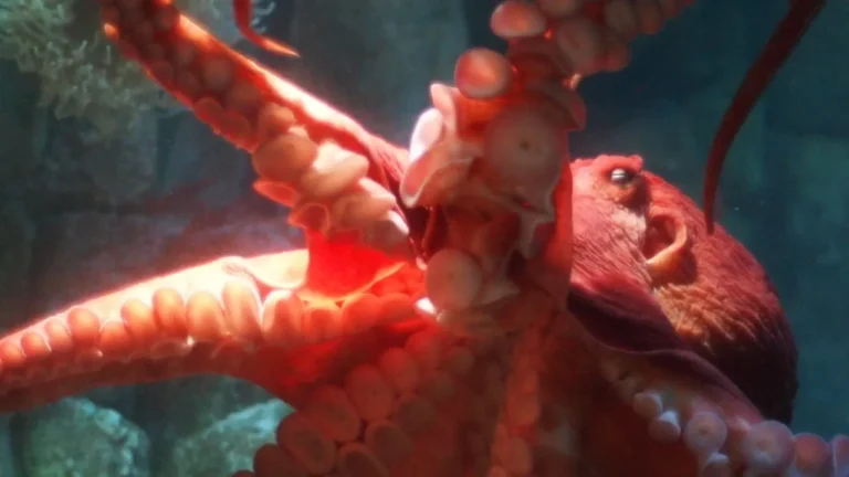 Colossal octopus may have dominated Cretaceous oceans, researchers say