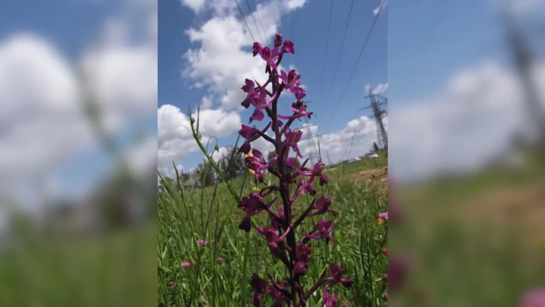 The Jerusalem Post - Israel News