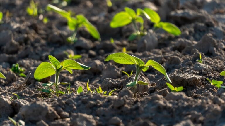 Israeli study finds plants absorb nutrients from airborne dust, challenging root-only theory