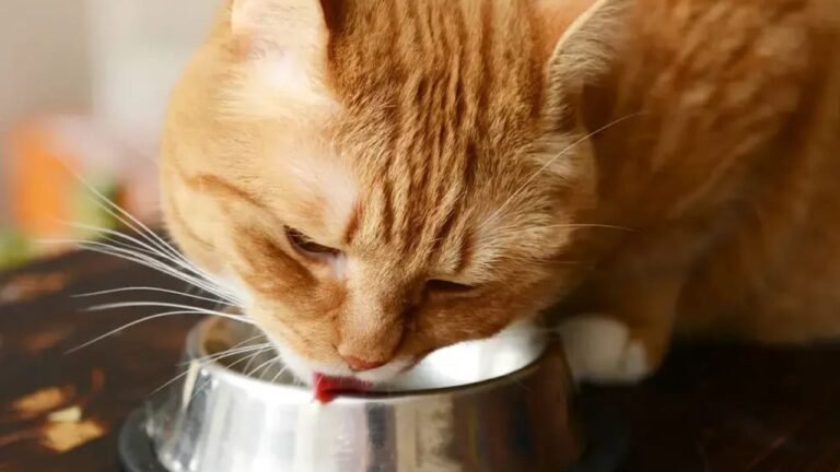 Your cat is bored: It’s not just you, it’s also the food you give it