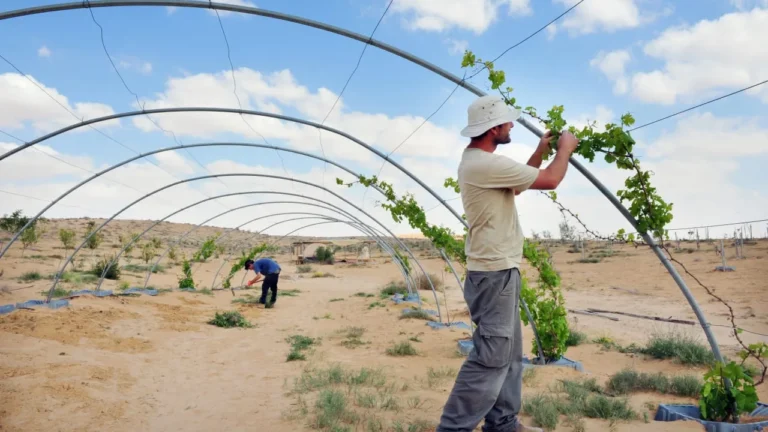 Can fungus farming make tomatoes taste better? Israeli researchers say yes