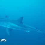 Rare footage captured of Great White shark in Mediterranean Sea