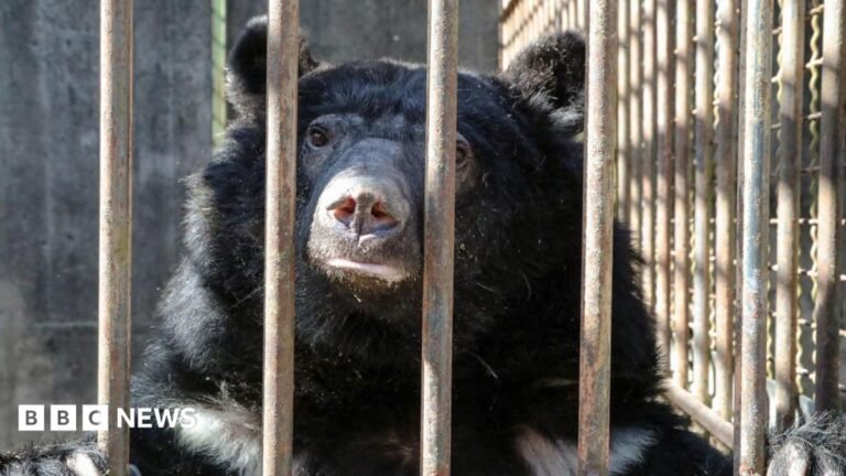 Rescued bears cleared for 5,500-mile Suffolk flight