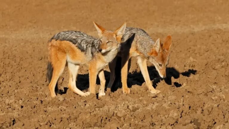What to do after a jackal bite and when is there a concern about rabies?