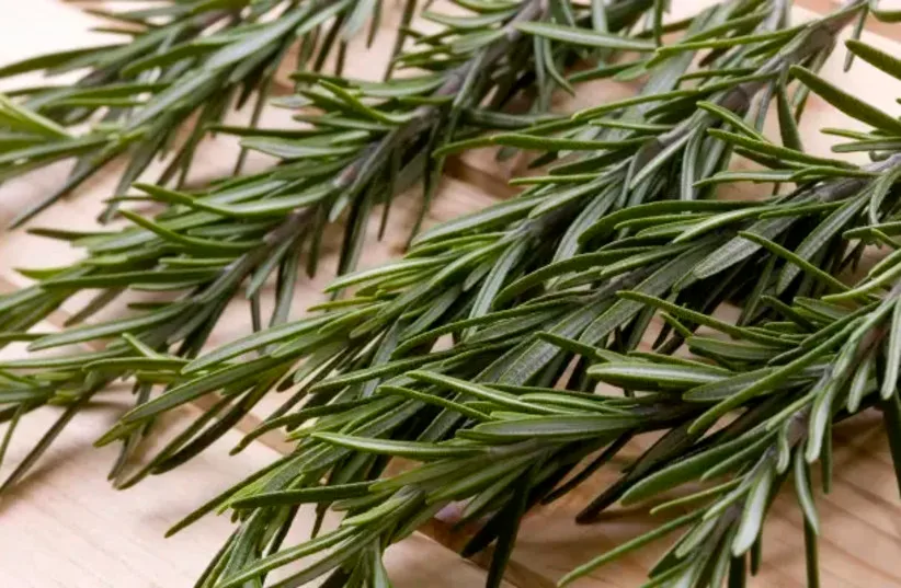 Rosemary