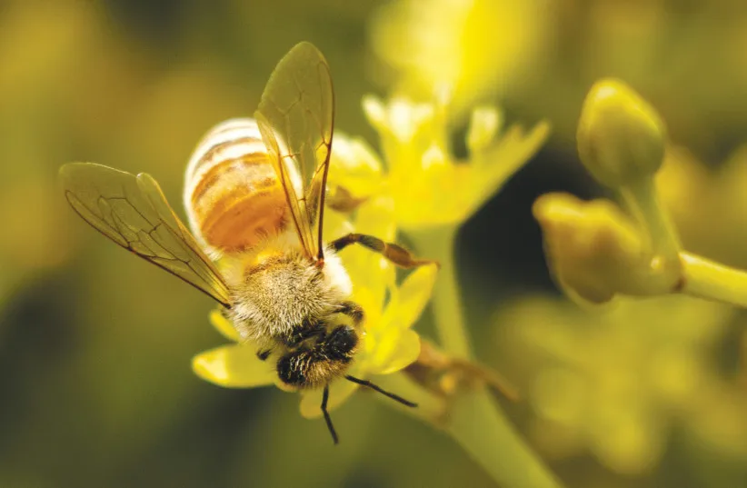 Stevie became a self-taught photographer and his images were displayed on social media. Here, closeup of a bumblebee on a wildflower; sunrise over Kibbutz Alumim.