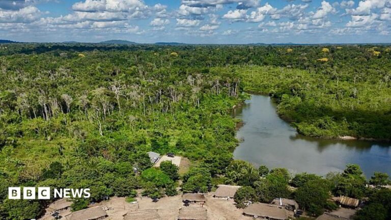 Brazil's Amazon sees sharp decline in size of area burned in 2025