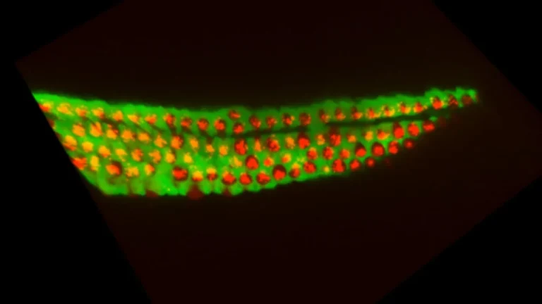 Breakthrough Israeli study finds potential path to reversing hearing loss