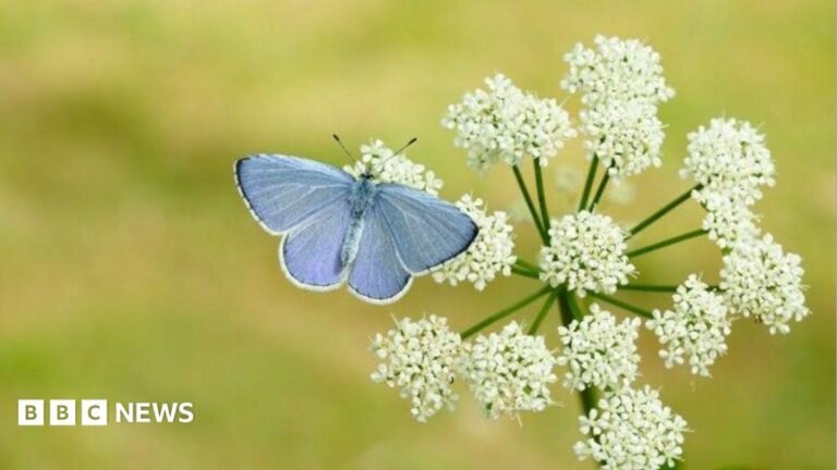 Britain set for butterfly boom after hot weather