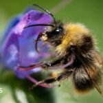 Bumblebees are struggling in UK heatwaves – but you can help them