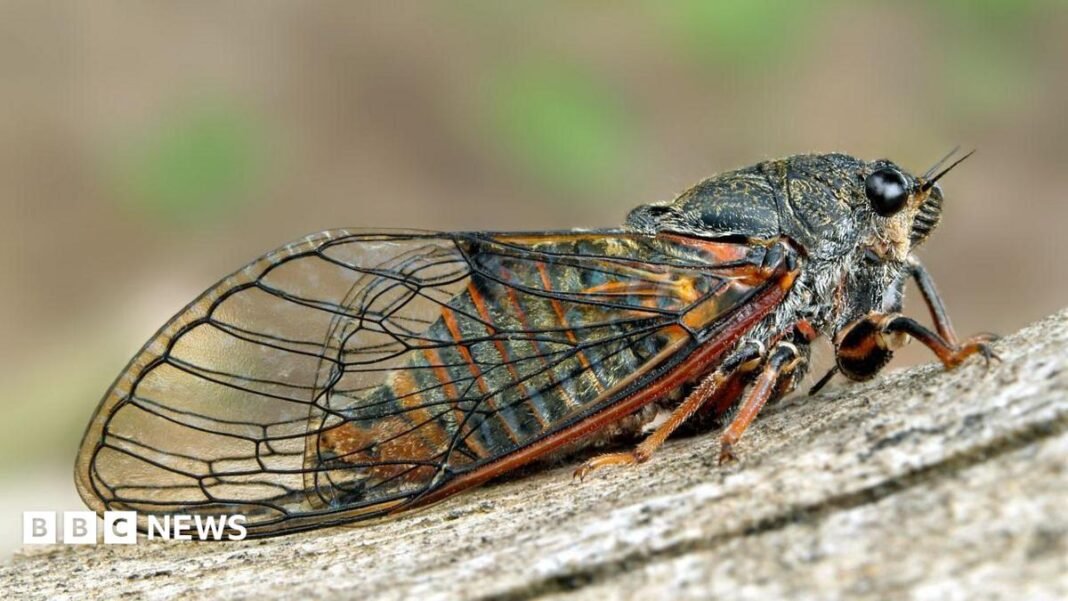 Eggs of extinct singing insect brought back to UK Eggs of extinct singing insect brought back to UK