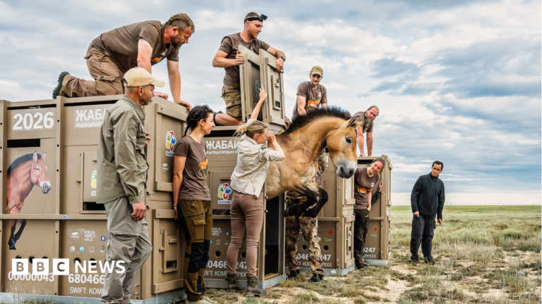 In pictures: 3,000-mile journey to save rare horses