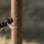 Islanders asked to 'track' not 'trample' Asian hornets Islanders asked to 'track' not 'trample' Asian hornets