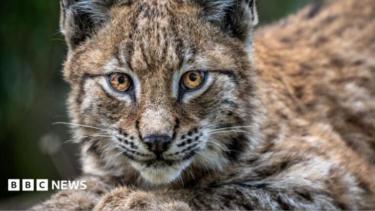Lynx reintroduction plans opposed by councillors