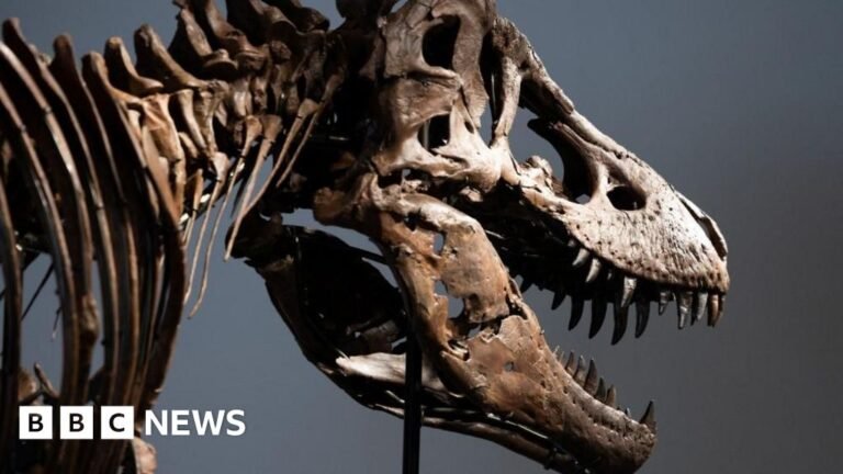 Meet 'Gus', the world's most expensive Tyrannosaurus rex