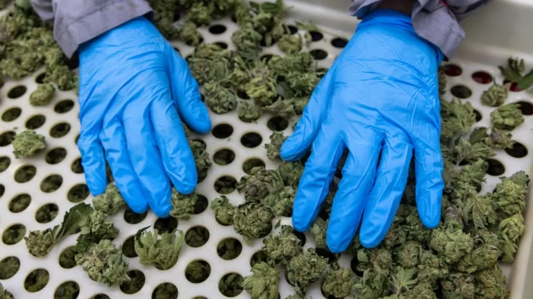 Over 200 kilograms of drugs seized during police raid on Hod Hasharon plant nursery