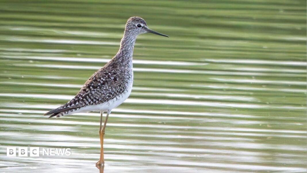 Rare American bird seen in Jersey for first time Rare American bird seen in Jersey for first time