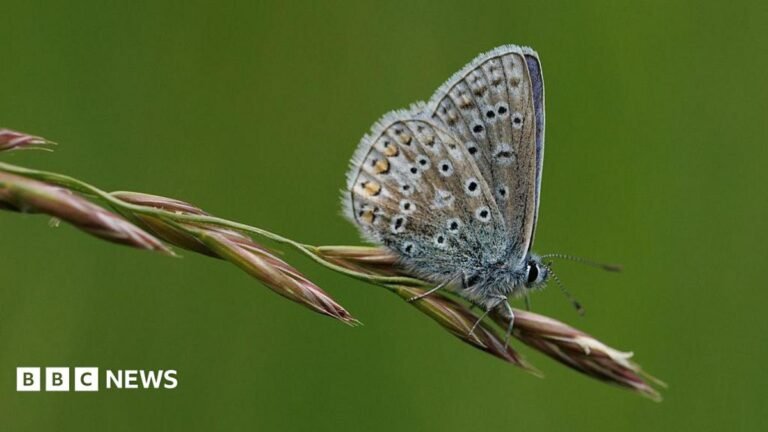 Residents urged to join nationwide butterfly count