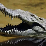 Silman declares Nile crocodile ‘cultivated wild animal’ to allow Ben-Gvir's 'crocodile prison' plan