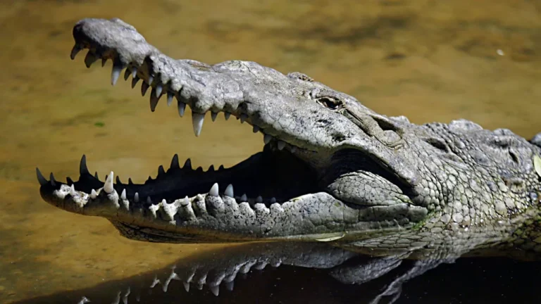Silman declares Nile crocodile ‘cultivated wild animal’ to allow Ben-Gvir's 'crocodile prison' plan