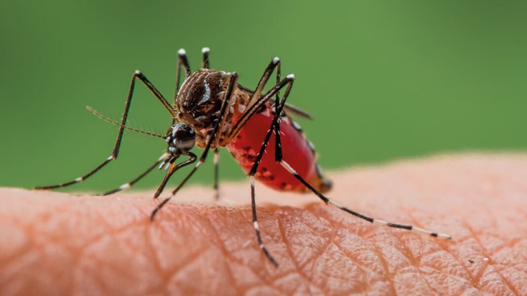 Tel Aviv resident diagnosed with West Nile fever, first case in summer 2026, Health Ministry says