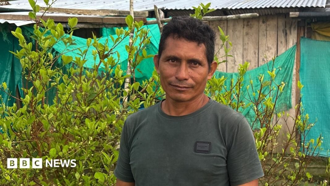 This farmer wanted to quit the cocaine industry – he couldn't
