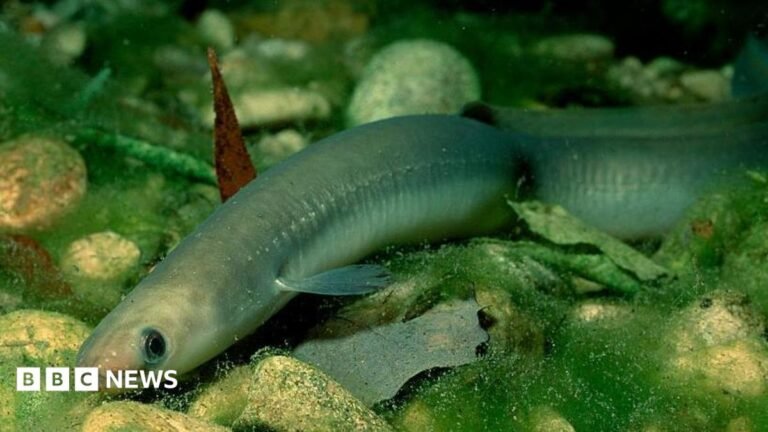 Thousands of fish killed in park pollution mystery