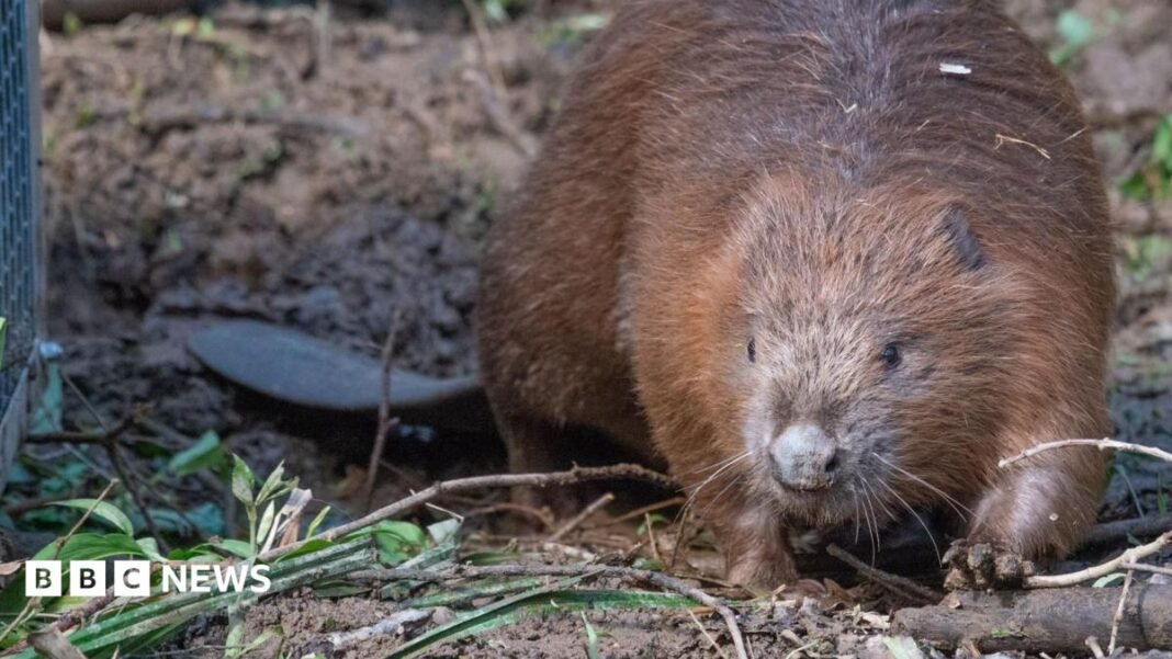 Three beaver kits born in Wyre Forest enclosure
