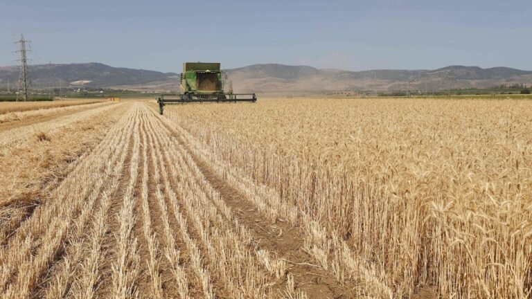 Tire particles may contaminate crops and enter food chain, Israeli study finds