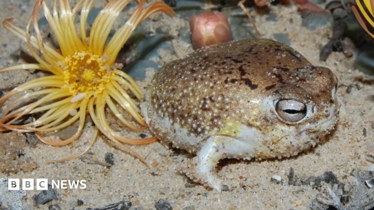 Viral squeaky frog now at risk of extinction