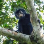 Watch: What we know about newly discovered monkey species