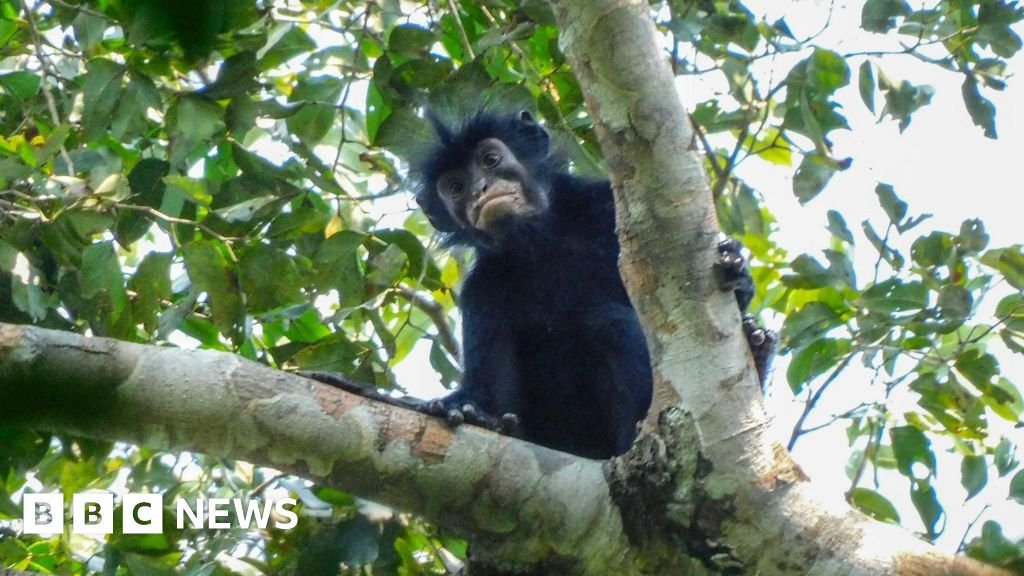 Watch: What we know about newly discovered monkey species Watch: What we know about newly discovered monkey species