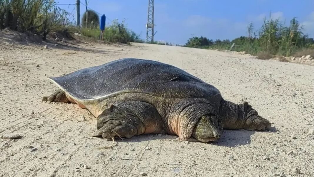 What the Bible says about endangered species – opinion