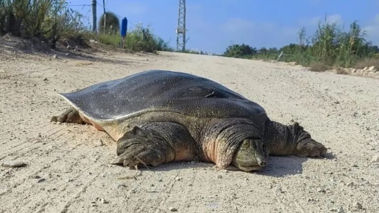 What the Bible says about endangered species – opinion